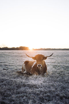 Texas Longhorns At Sunrise on Frosted Winter Grass