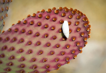 Detail eines Kaktus mit Schnecke