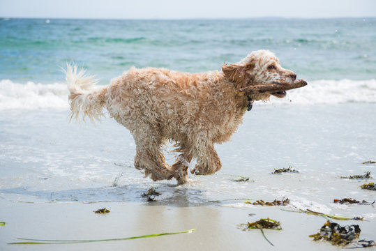 Dog runs on the beach with a stick