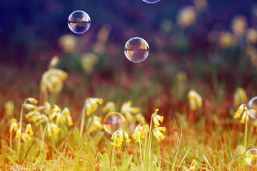 fancy elegant background with shiny soap bubbles flying over a flowery summer meadow