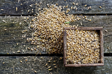 Square wooden box of dry barley next to a pile of barley on rustic wooden board from above.