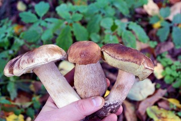 Белые и боровики  грибы в руке на зелёном растительном фоне 