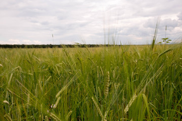 Wheat field. Ears of golden wheat close up. Beautiful Nature Sunset Landscape. Rural Scenery under Shining Sunlight. Background of ripening ears of meadow wheat field. Rich harvest Concept