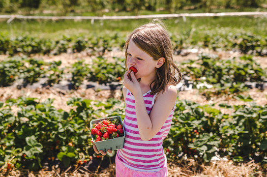 Young girl tasting freshly picked strawberries