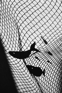 Shadow Play Of Fish Caught In Net