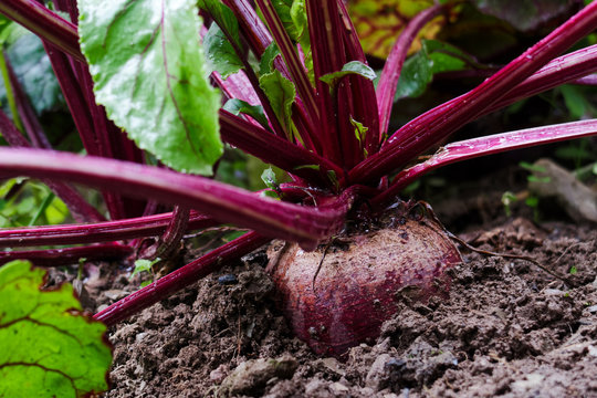 Close up of red beetroot growing in wet garden soil. Ready for harvest.