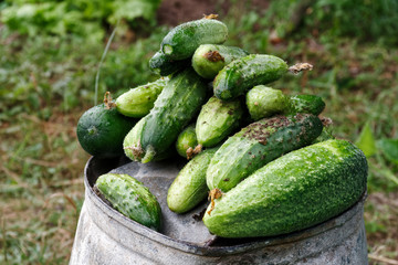 Freshly harvested pickling cucumbers on top of metal bucket in a garden.