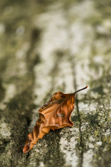 fall is coming