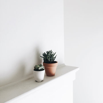 potted plants on a white shelf in white room