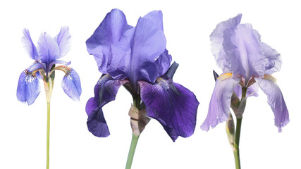 Set of Blue colour iris flowers isolated on white background