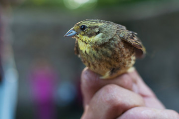 Yellowhammer bird held by hand of ornithologist