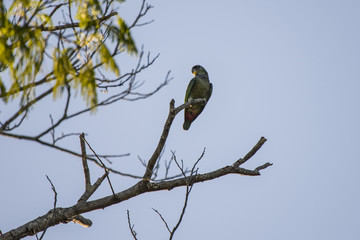 Maitaca-verde (Pionus maximiliani) | Scaly-headed Parrot photographed in Linhares, Espírito Santo - Southeast of Brazil. Atlantic Forest Biome. 