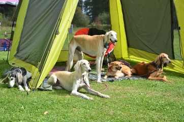 Pack of dogs wait under green tent during dog show