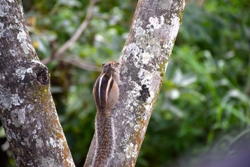 Streifenhörnchen klettert in einem Baum