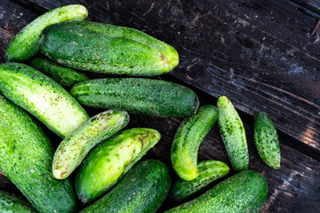 Freshly harvested pickling cucumbers on rustic dark wood from above. Space for text.