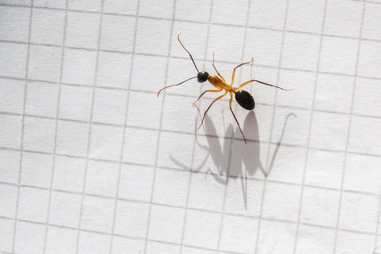 Ant running on piece of office paper