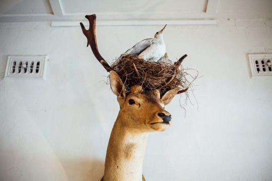 Taxidermy Deer with birdsnest