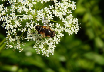 Yellow-brown fly on little white flowers closeup