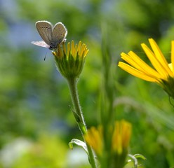 kleiner Schmetterling auf einer Blume