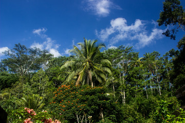Fototapeta na wymiar Dichter tropischer Regenwald mit blauem Himmel