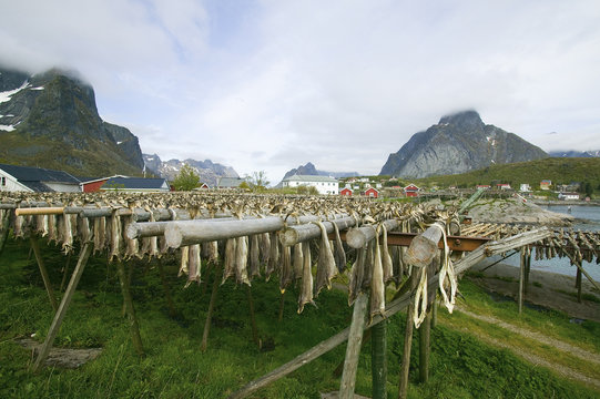 Stockfisch in den Lofoten, zum Trocknen auf Gestellen aufgeh&auml;ngt
