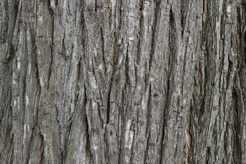 baum rinde hintergrund struktur