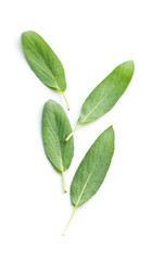 Salvia officinalis. Sage leaves.