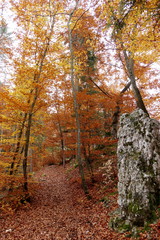 Herbstwald in Deutschland