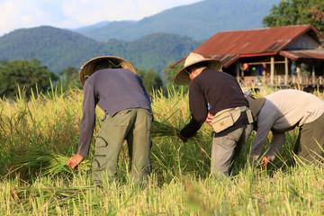 Farmers working in rice fields in rural landscape.