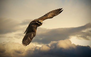 eagle