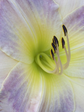 Closeup macrophotograph of a cultivar of the flower Daylily (Hemerocallis)