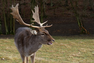 Damhirsch in der Brunftzeit am Waldrand