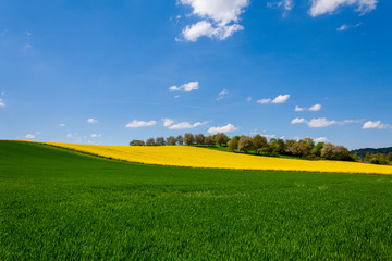 Fototapeta na wymiar Blauer Himmel über grünem und gelben Feld