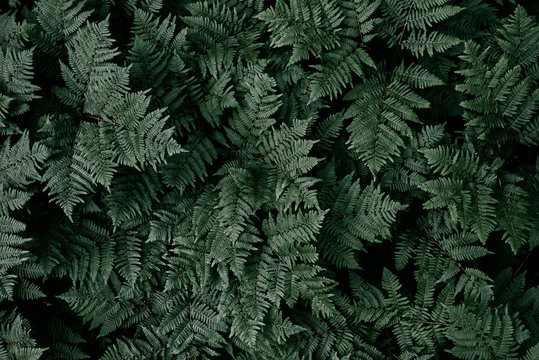Fern