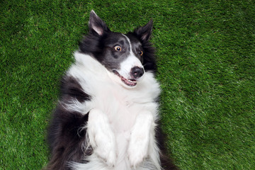 Happy border collie playing outside on the grass