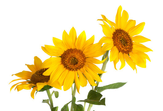 Three sunflower on white background