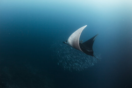 A  Manta Ray swimming with a school of jack fishes in the blue water of the ocean