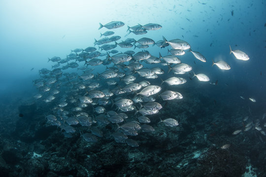 A school of Jack fishes on the move