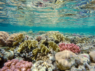 Coral garden in red sea, Marsa Alam, Egypt