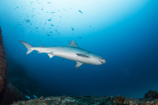 A  big tiger shark swimming up on the reef