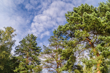 crown of pine trees under blue sky , bottom view.  