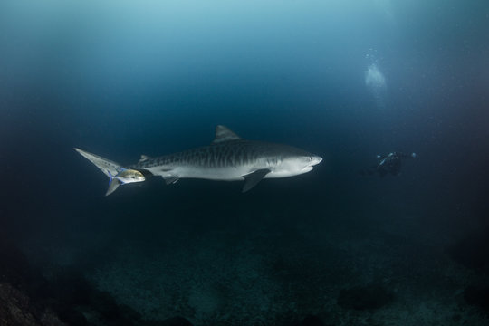 A  big tiger shark swimming to a diver