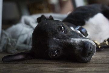 Cute Black Dog Laying On It's Side And Looking At Camera