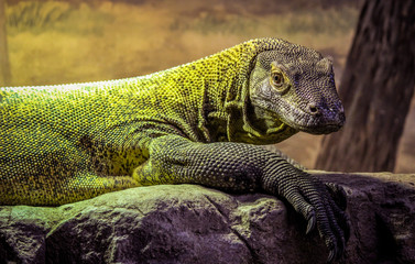 Komodo Dragon