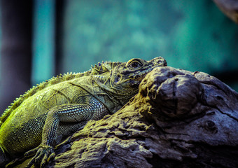 Iguana