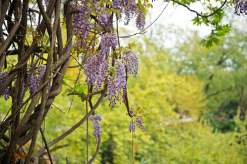 Fototapeta premium Shrub blooming clusters of purple flowers 8391.