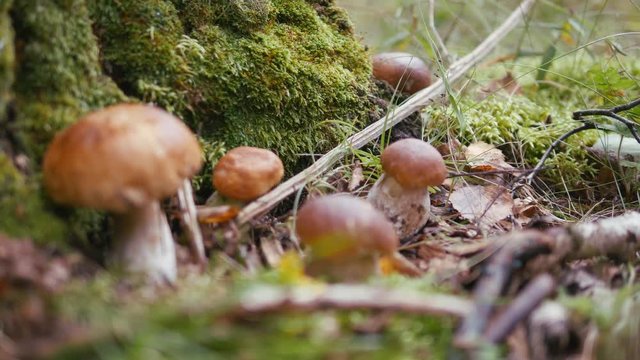 The gifts of autumn. Boletus edulis