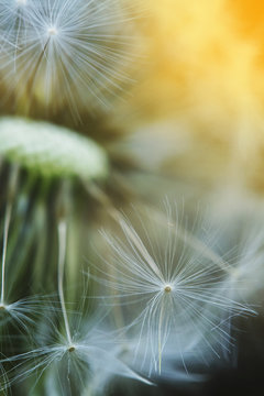 Sunrays behind dandelion flower head, close up