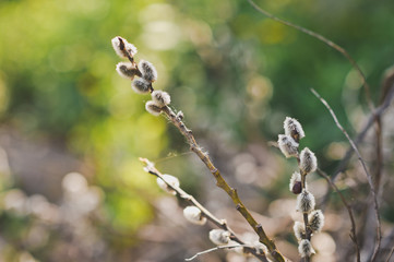 Willow with buds in the spring 8132. © alenazamotaeva