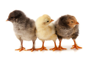 three little chicken isolated on white background